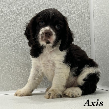 puppy, for, sale, Cocker Spaniel, Joe & Cherri  Overlease, dog, breeder, Miller, MO, dog-breeder, puppy-for-sale, forsale, nearby, find, puppyfind, locator, puppylocator, aca